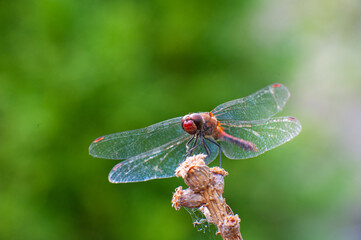 A dragonfly in the garden sits in a tree