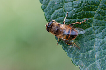 A bee sitting on a leaf