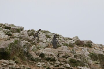 Portrait of a couple of Humboldt penguins in Ballestas Islands, Peru 