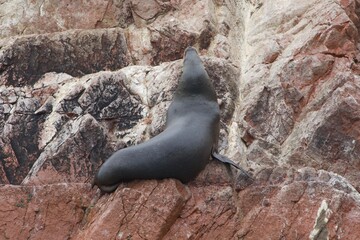 Ballestas islands sea lion