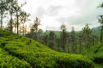 Trees in the middle of tea plantation adding a scenic beauty to the nature
