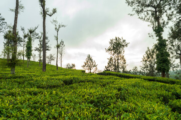Fototapeta premium Trees in the middle of tea plantation adding a scenic beauty to the nature 