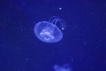 Naklejka na ściany i meble jellyfish in blue water background