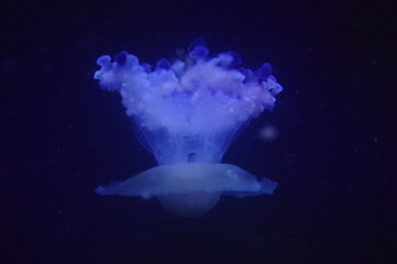 jellyfish in blue water background