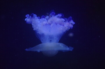 Fototapeta premium jellyfish in blue water background