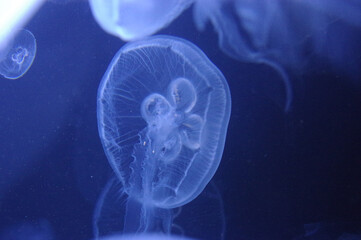 jellyfish in blue water background