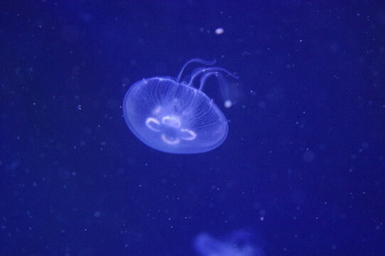 jellyfish in blue water background