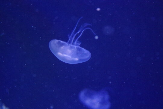 jellyfish in blue water background