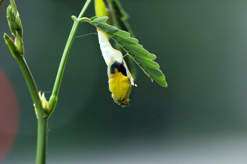 The moment when the butterfly emerges from the cocoon