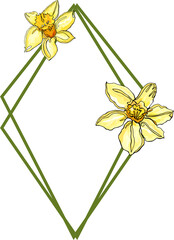  Frame flower  hand drawn.  Narcissus. Illustration plants for wedding design, logo and greeting card. PNG - obrazy, fototapety, plakaty