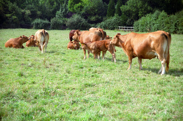 Naklejka na ściany i meble cows in a pasture. location Grantchester Meadows, Grantchester, Cambridgeshire, UK 2003