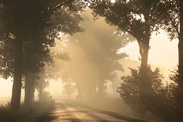Fototapeta na wymiar Country road through on a foggy autumn morning