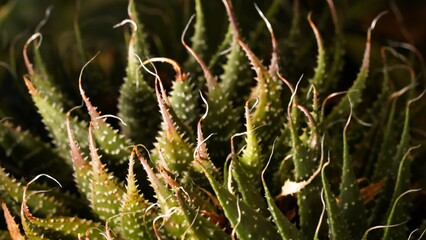 close up of Echeveria succulents plant	