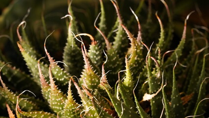 close up of Echeveria succulents plant