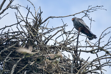 Complex one-sided symbiosis, or synoikia. Rook built nest. Red-footed falcon took nest from rook...