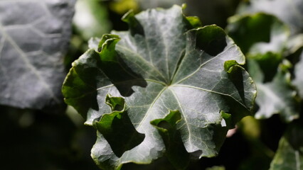 Hedera Helix Cristata