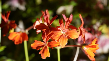 orange flower in garden