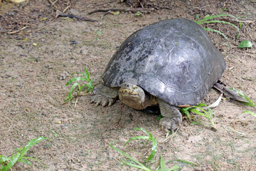 Yellow-headed temple turtle, Heosemys annandalii, a large species of turtle native to Southeast Asia, in the wild on muddy ground