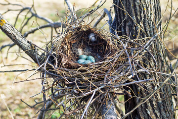 Nidology, study of birds nest. Hooded crow (Corvus cornix) nest. Clutch of 4 eggs. Hatching tray is...