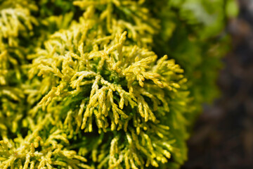 Hinoki cypress Butterball