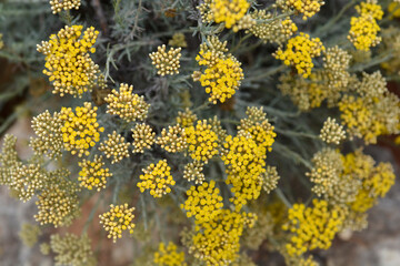 Italian everlasting flowers