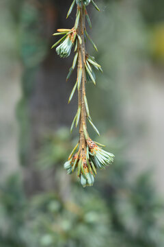 Weeping Blue Atlas Cedar