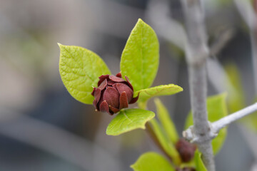 Carolina allspice