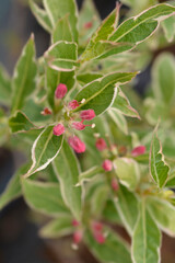 Variegated Weigela