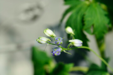 Delphinium Magic Fountain Blue