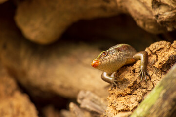 Obraz premium A lizard on a wood forming a beautiful background 