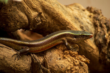 A lizard on a wood forming a beautiful background
