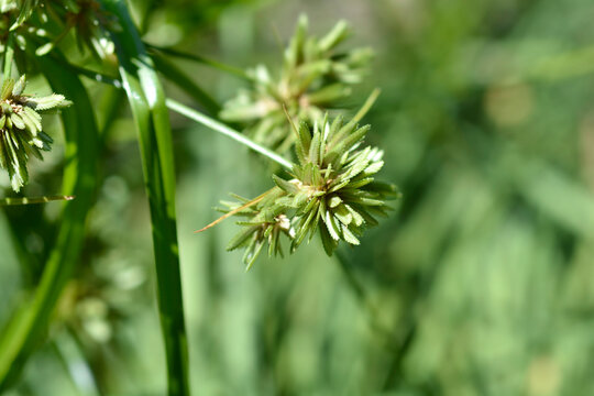 Tall Flatsedge