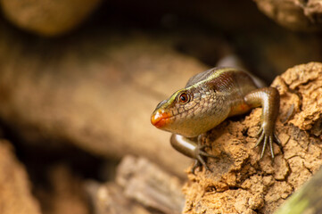 A lizard on a wood forming a beautiful background
