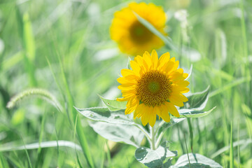 大泉緑地・四季彩園ひまわり畑で咲くヒマワリ