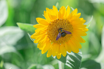 大泉緑地・四季彩園ひまわり畑のヒマワリとヒマワリに留まったクマバチ（アップ）
