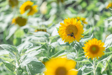 大泉緑地・四季彩園ひまわり畑のヒマワリとヒマワリに留まったクマバチ