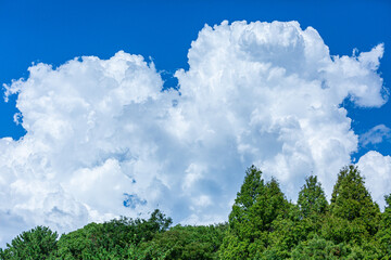 夏の青空と入道雲と森林（大泉緑地）