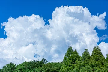 Fotobehang 夏の青空と入道雲と森林（大泉緑地） © kiritoruhikari
