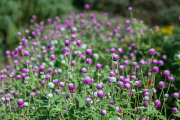大泉緑地の花壇に咲く千日紅（センニチコウ）