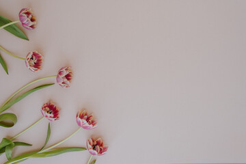 Delicate tulip flowers on neutral pink background with copy space