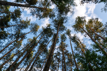 sky and trees from above