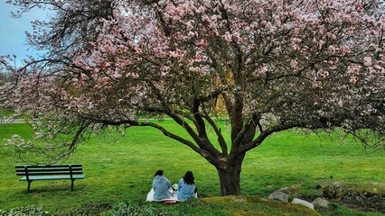 Friends resting under the shadow of an almond tree (Prunus amygdalus) in the garden
