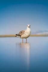 A seagull on the seashore. Birds in the wild. Portrait of a seagull. A seagull standing on the beach.