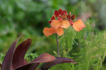 Golden shower orchid (Genus Oncidium). Red leafs and blossoms because of strong solar irradiation.