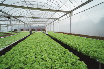 Asian agriculture business trades grow crops farm farmers.horticulture hydroponic industry lettuce.Lettuce industry.Vegetable technology working.