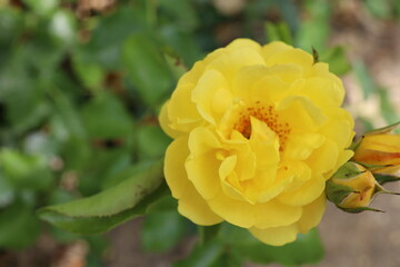 yellow rose flower