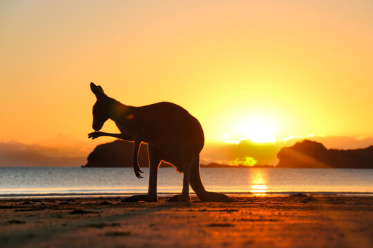 kangaroo on beach at sunset