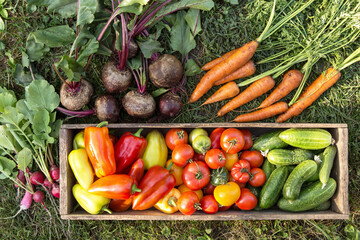 Autumn harvest of fresh vegetables. Organic pepper, cucumber, freshly harvested tomato, radish,...