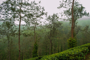 Obraz premium Trees in the middle of tea plantation adding a scenic beauty to the nature 