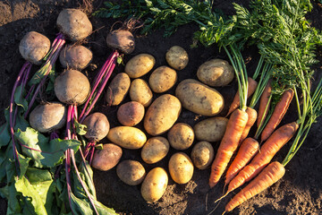 Autumn harvest of fresh raw carrot, beetroot and potato on soil in sunlight, top view. Organic vegetables background